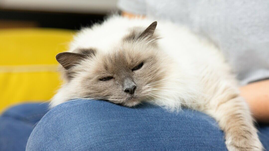 Kitten not eating after neutering sale